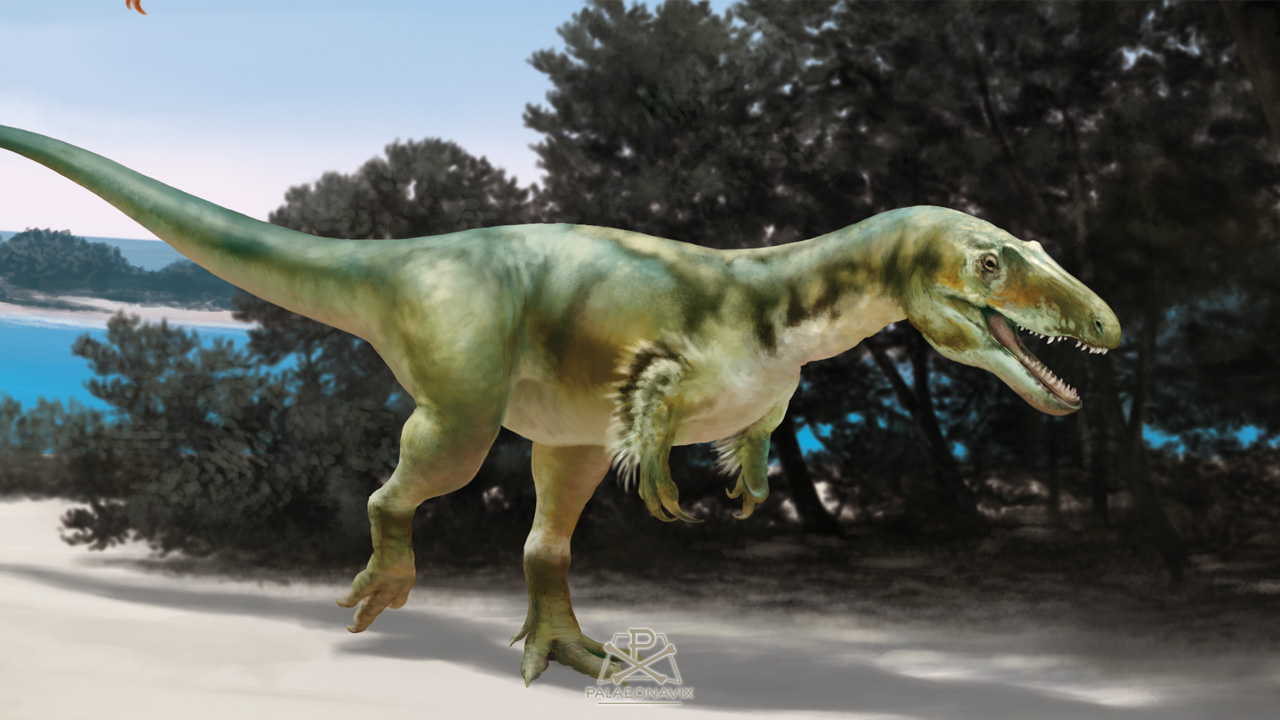 Juravenator Eustreptospondylus Megalosauridae