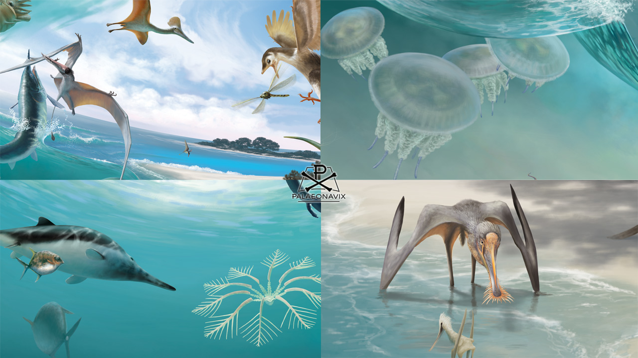 Aspidorhynchus Jellyfish Pterosaurs Ichthyosaur
