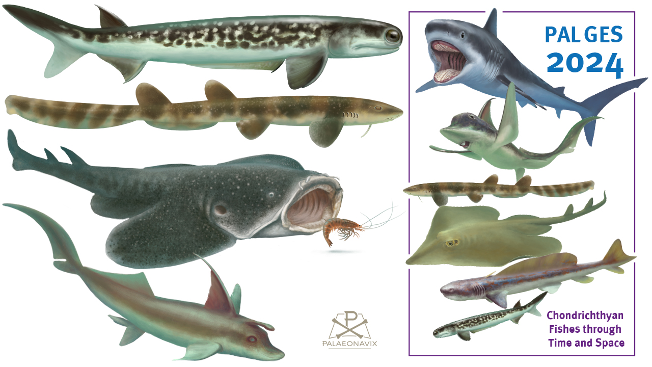 sharks rays Acanthodes Ischyodus Bavariscyllium