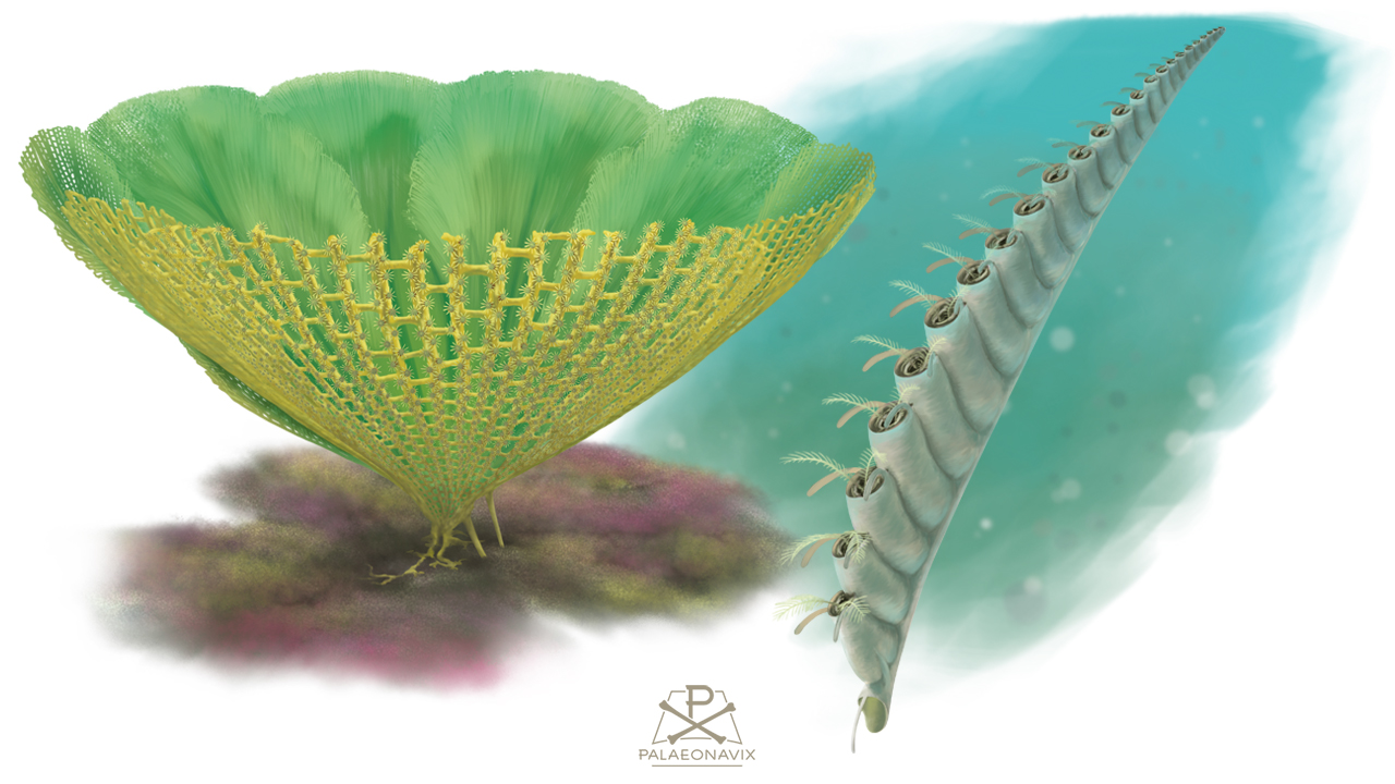 Fenestella Monograptus invertebrates