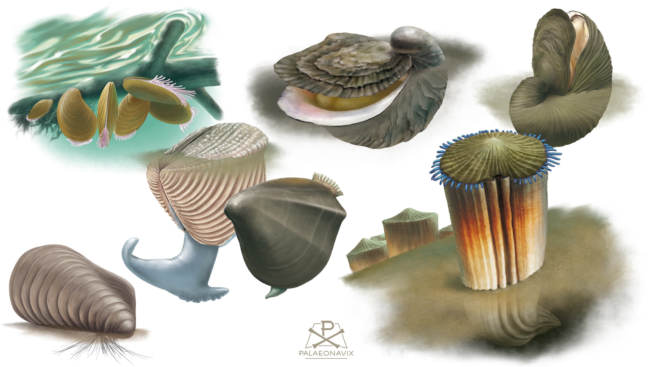 Bivalvia clam mussel mollusc fossil