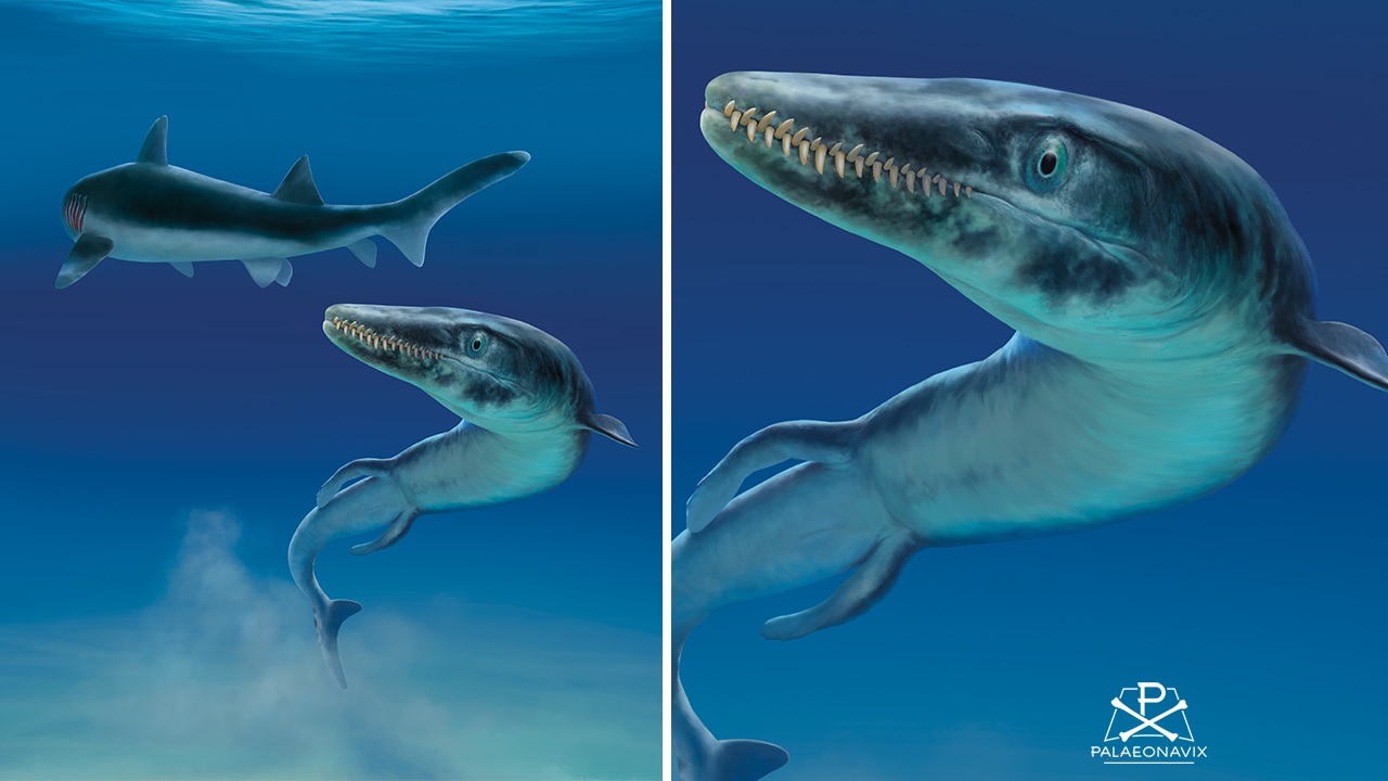 Dakosaurus Metriorhynchidae Asteracanthus Hybodont shark