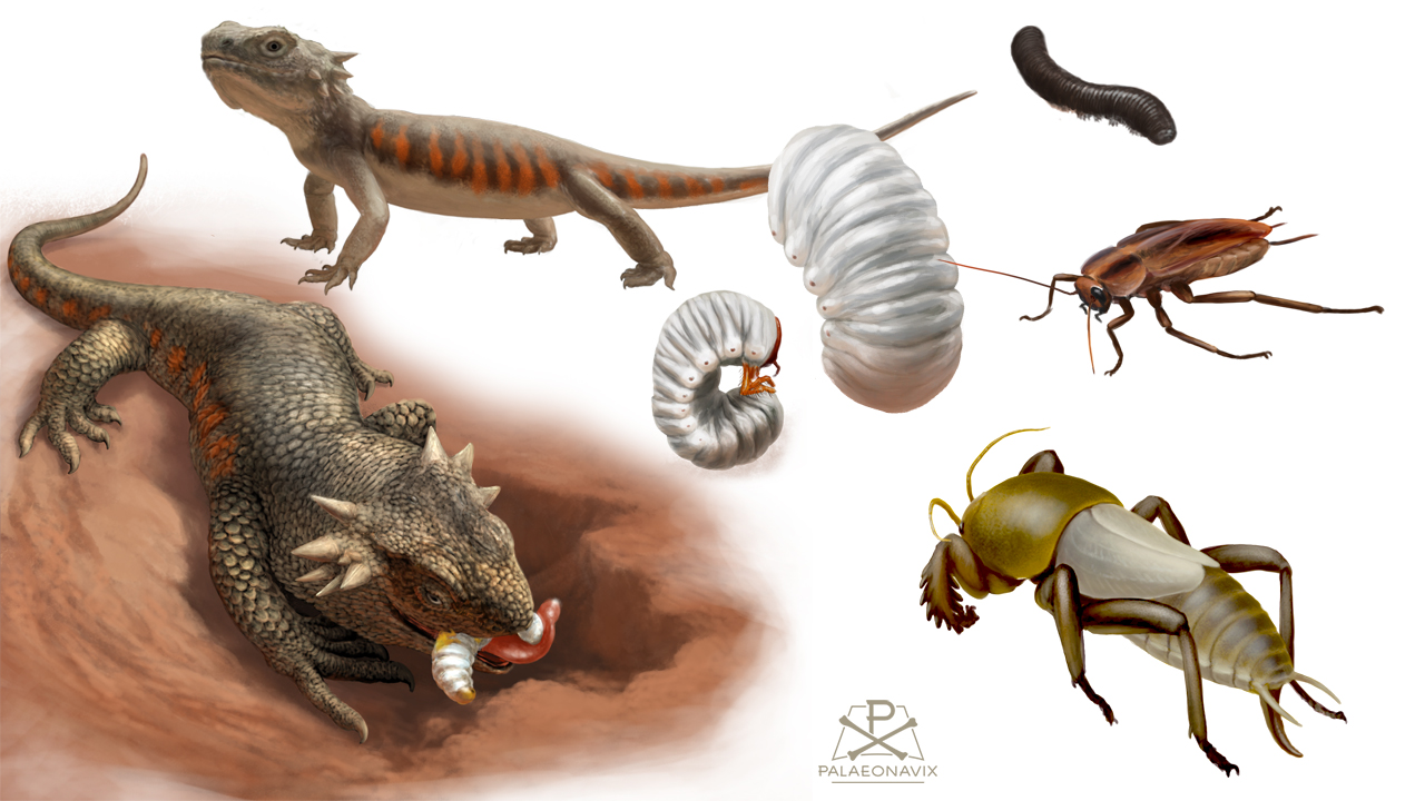 Owenetta Owenettidae Procolophonoidea parareptile Late Permian insects