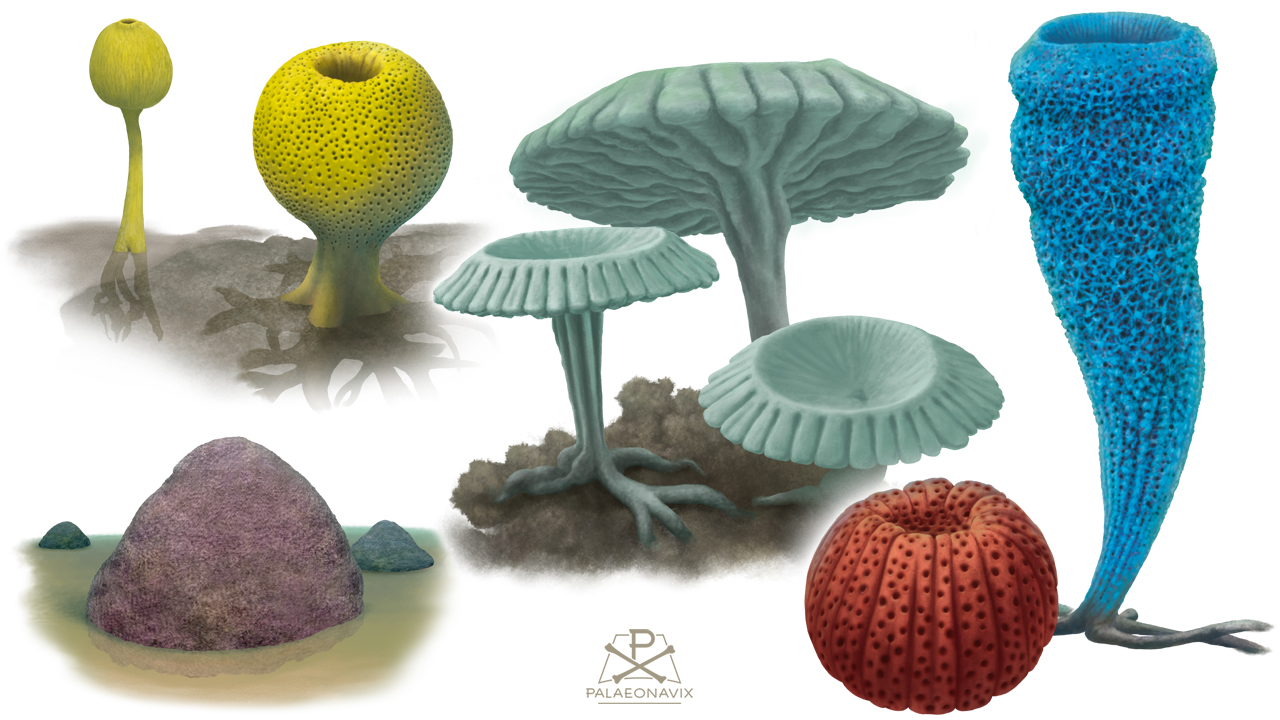 sponge Cretaceous fossil Porifera Stromatopore Ventriculites Astylospongia
