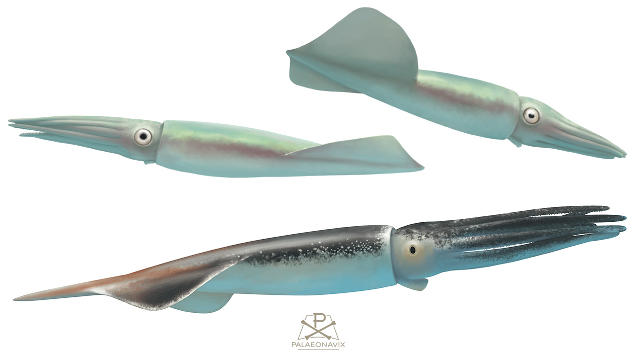 belemnite megateuthis cephalopod Jurassic fossil