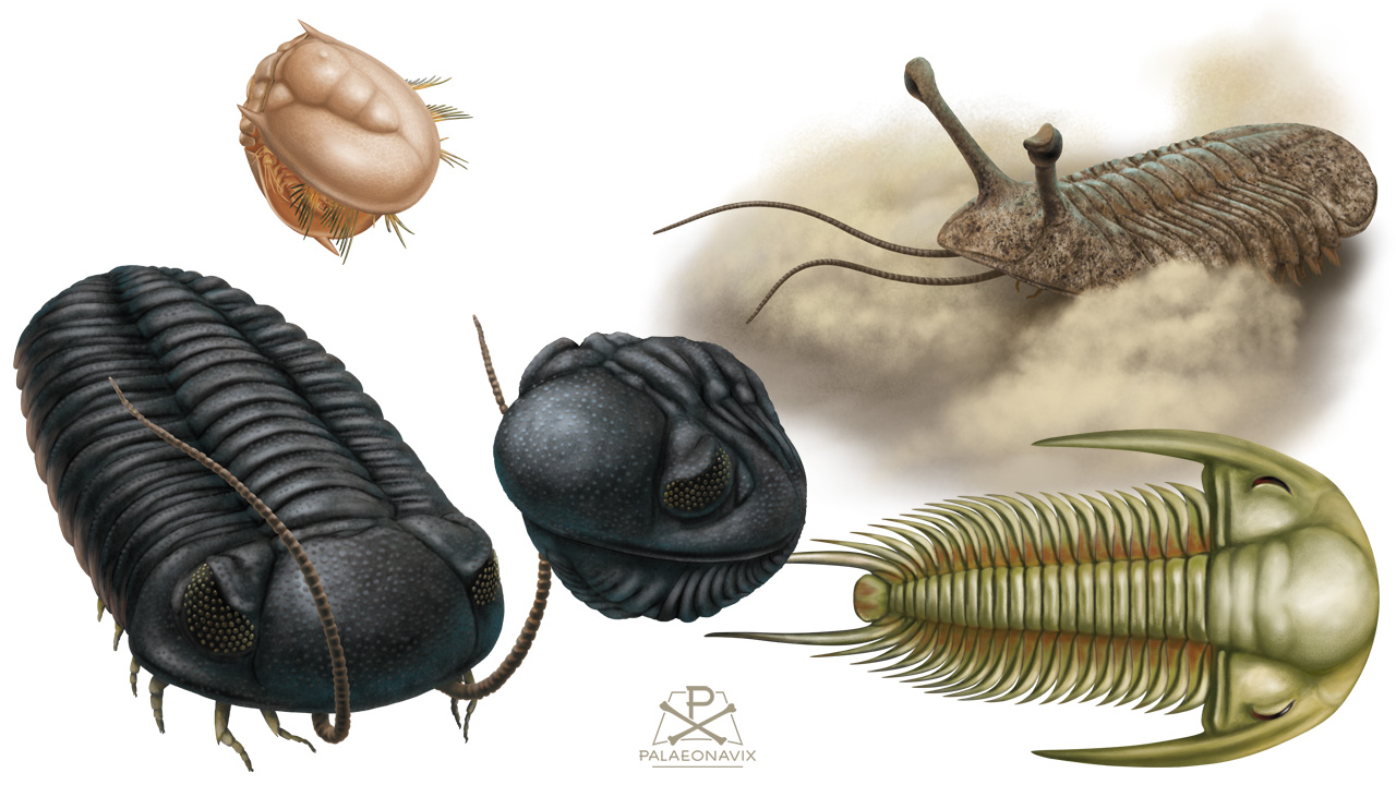 Trilobite Trilobita Agnoastus Asaphus Paradoxides Phacops Cambrian