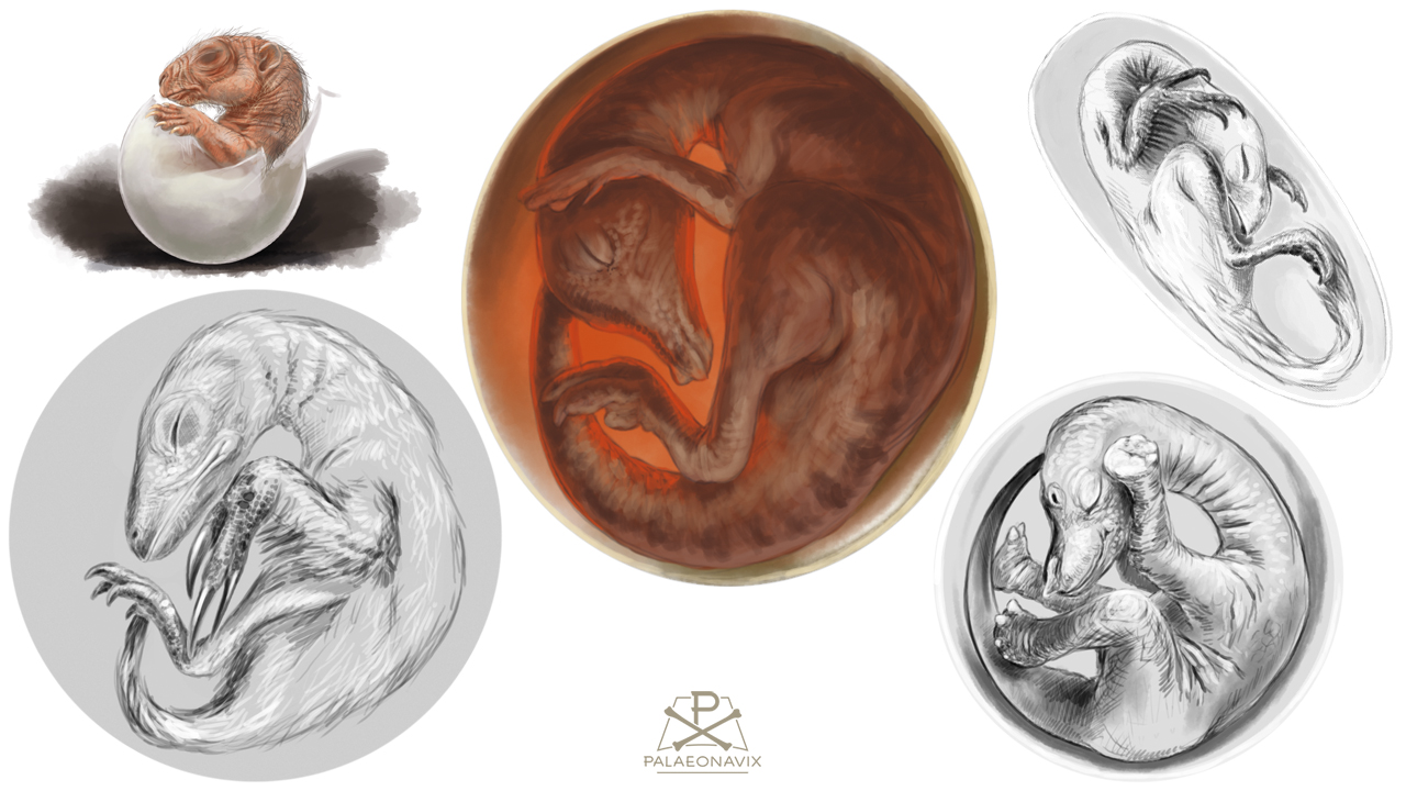 Oviraptoridae Hadrosauridae Tritylodontia Therizinosauridae dinosaur eggs embryos Titanosaurid