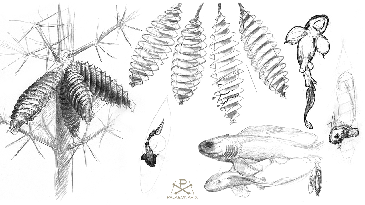 Xenacanthidae Xenacanthiformes shark Fayolia fossil-of-the-year