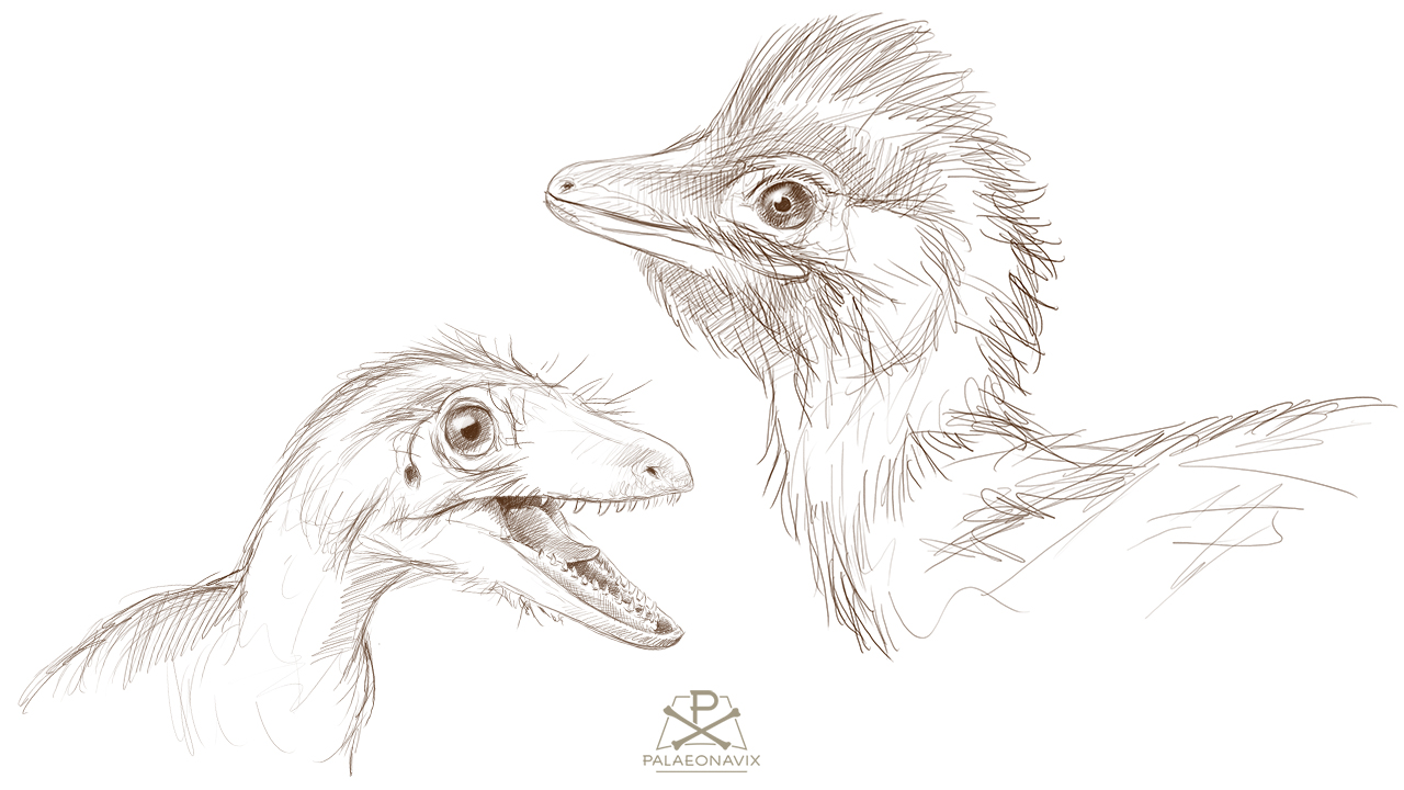 Compsognathus Sciurimimus Solnhofen Megalosauridae