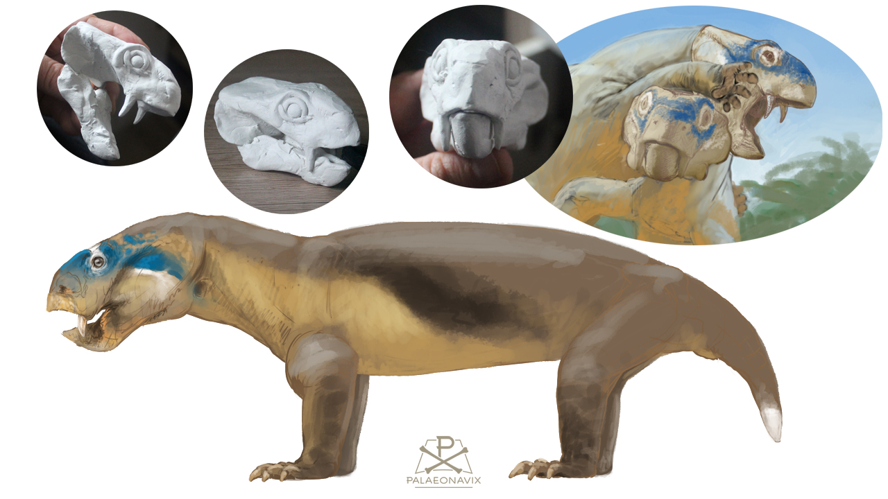 Dicynodontia Therapsida Tropidostoma Anomodontia