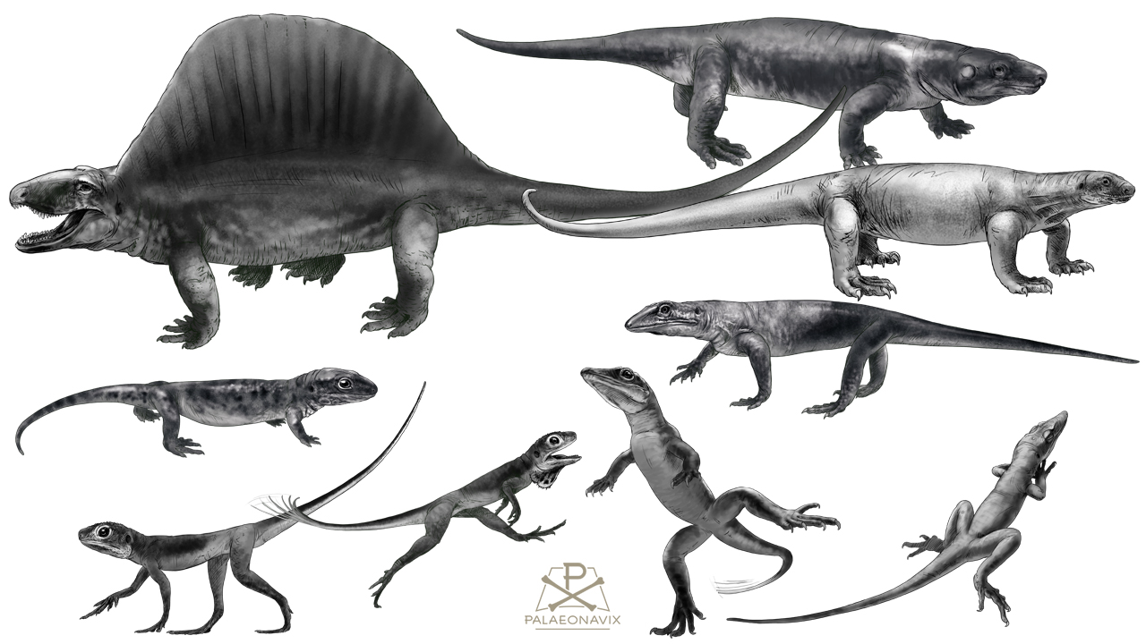 Dimetrodon Bromacker Eudibamus Cabarzia Martensius Tambacarnifex