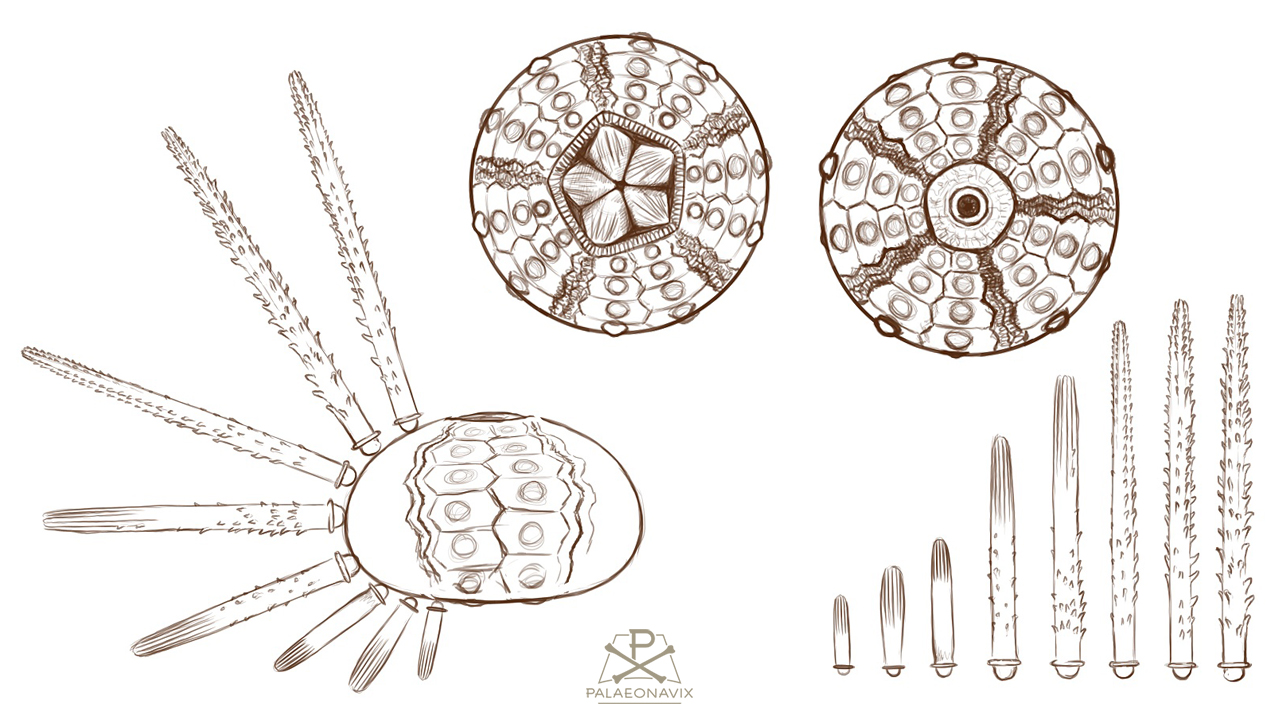 sea urchin rhabdocidaris echinoderm Jurassic Cidaridae Cidaroidea