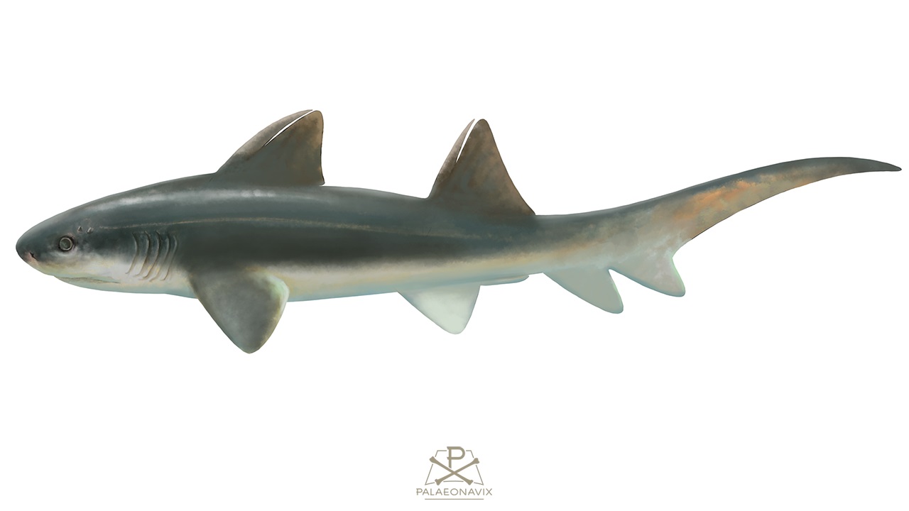 Lissodus shark hybodontian Chondrichthyes fossil elasmobranch