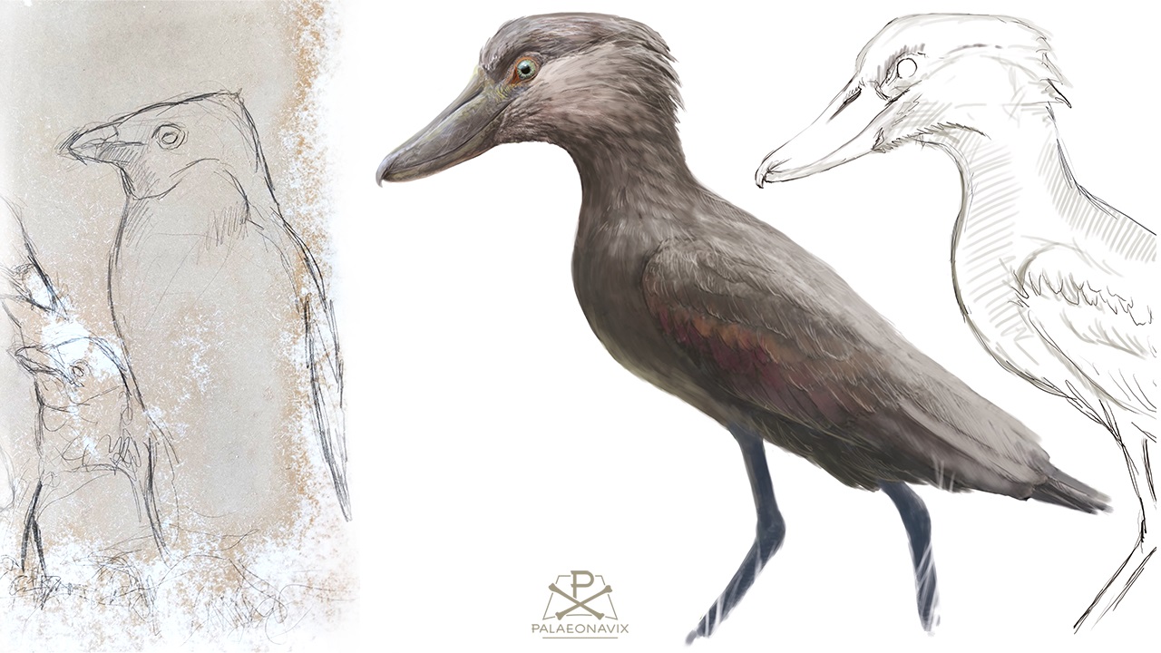 Aequornithes penguin Pelecaniformes hammerkop shoebill