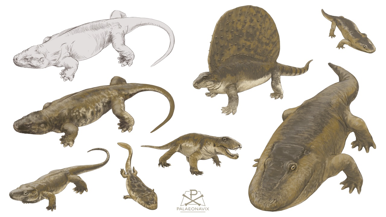 Remigiusberg Ursaurier Edaphosauridae Remigiomontanus Stenokranio Boldi