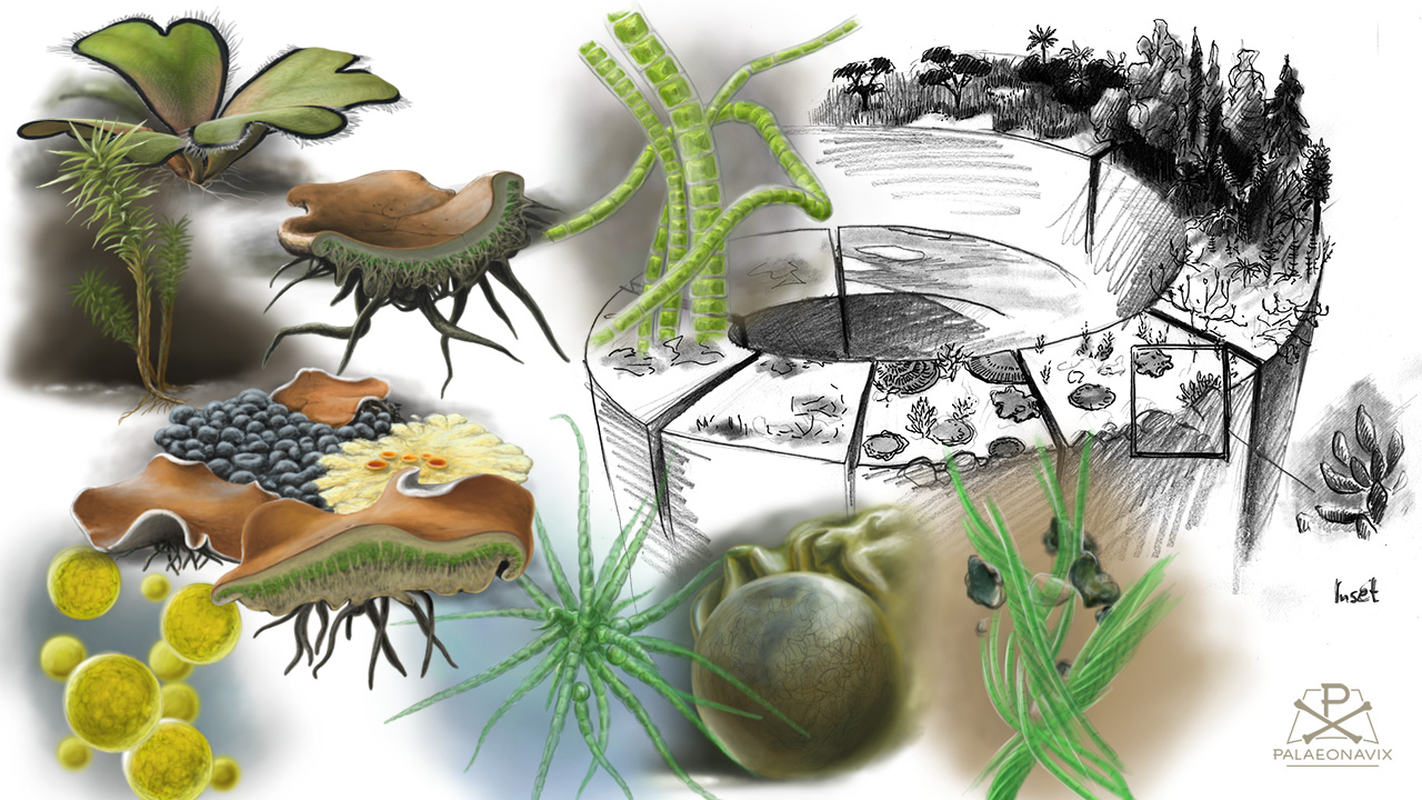 biocrust lichen algae protist liverwort evolution