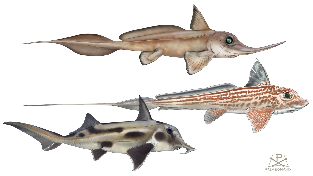 ghost sharks holocephali chimaeras chimaeriformes