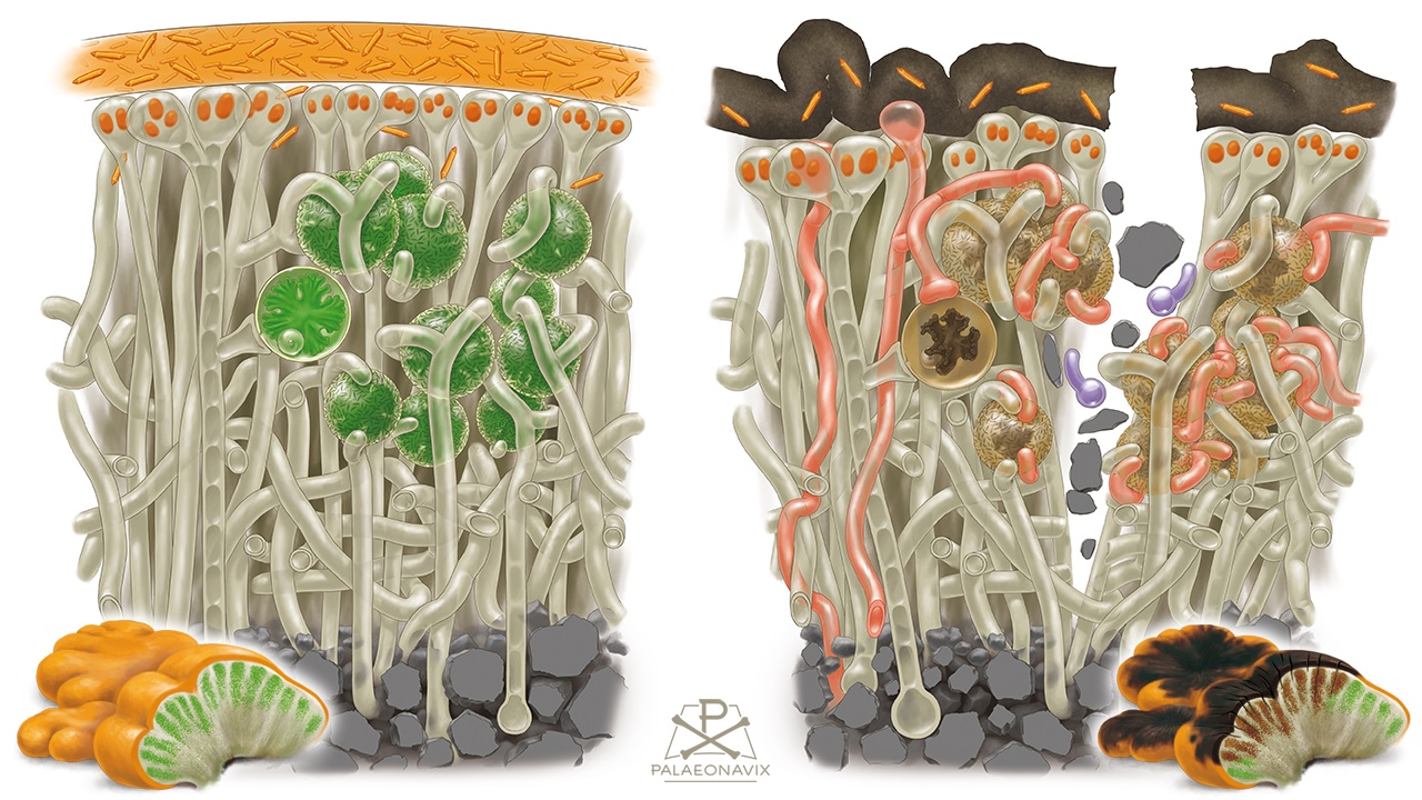 lichen fungus infection algae trebouxia Caloplaca photosymbiont