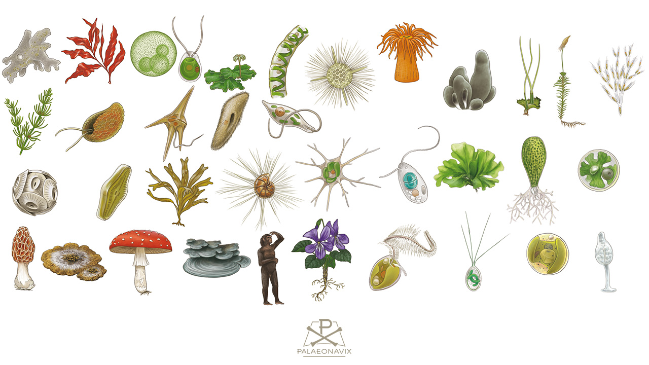 Eukarya LUCA tree of life biodiversity protist unicellular life