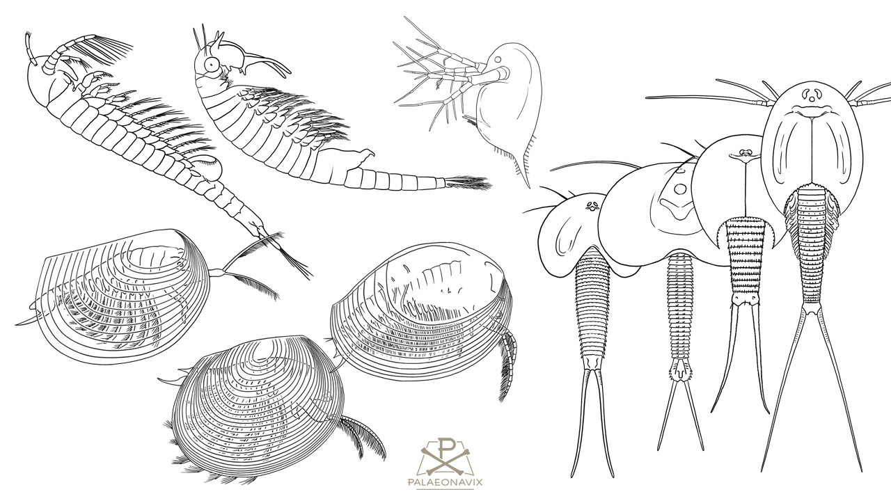 Triops conchostracan fairy shrimp aquasaur water flea branchiopod crustaceans