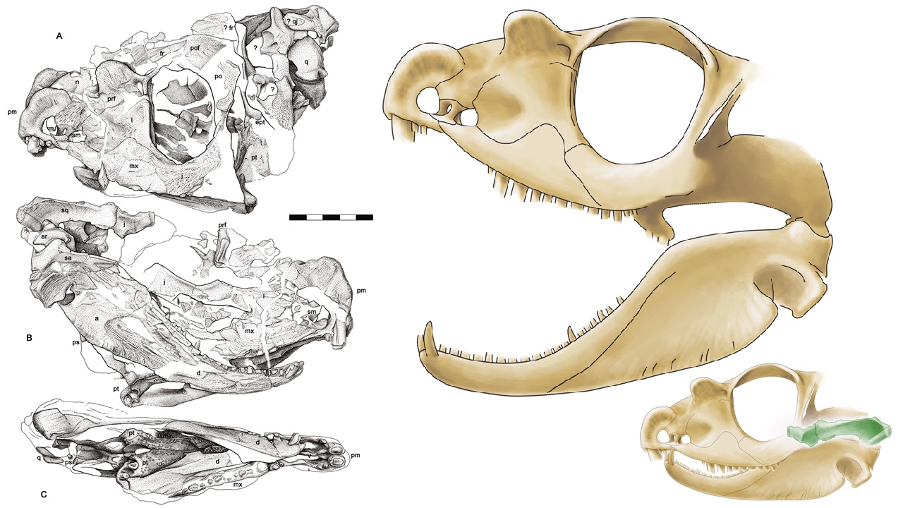 Tetraceratops Sphenacodontia therapsid origins Permian