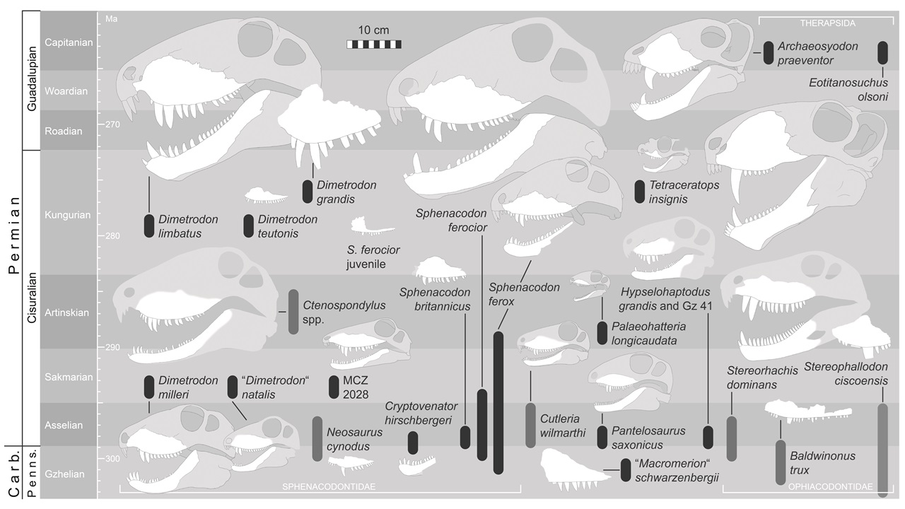 Sphenacodontia pelycosaur Ophiacodontidae Sphenacodontidae therapsid origins