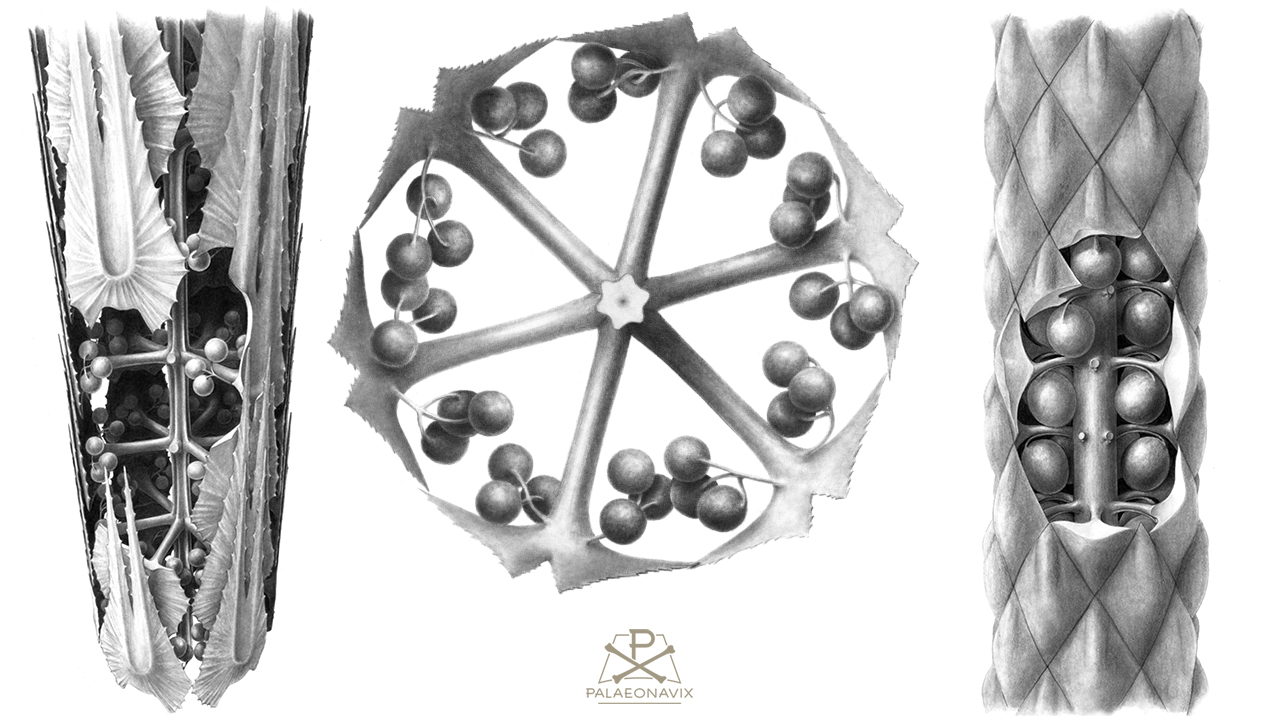 Calamite sphenophyllum strobili sporophylles sporangia