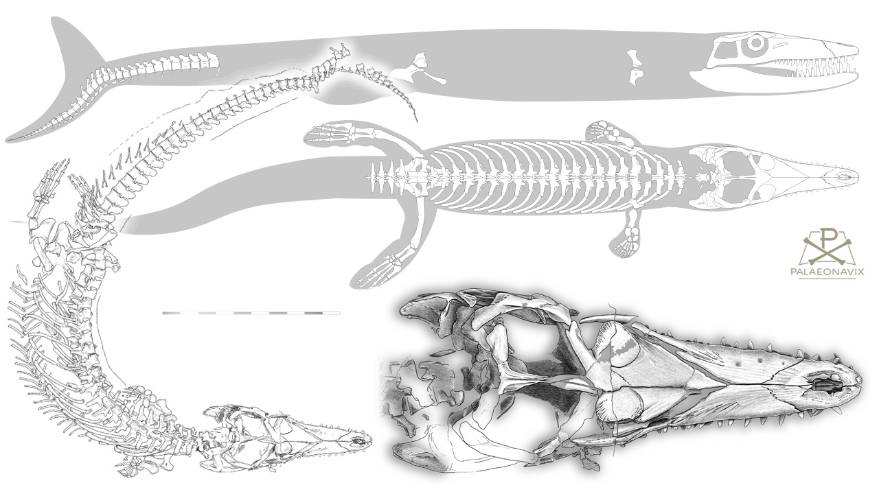 Dakosaurus maximus Metriorhynchidae Thalattosuchia marine crocodile