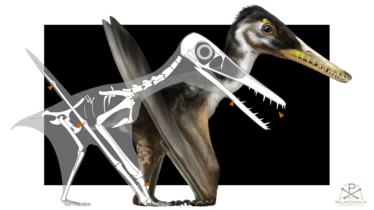 Makrodactylus transitional pterosaur Solnhofen Monofenestrata