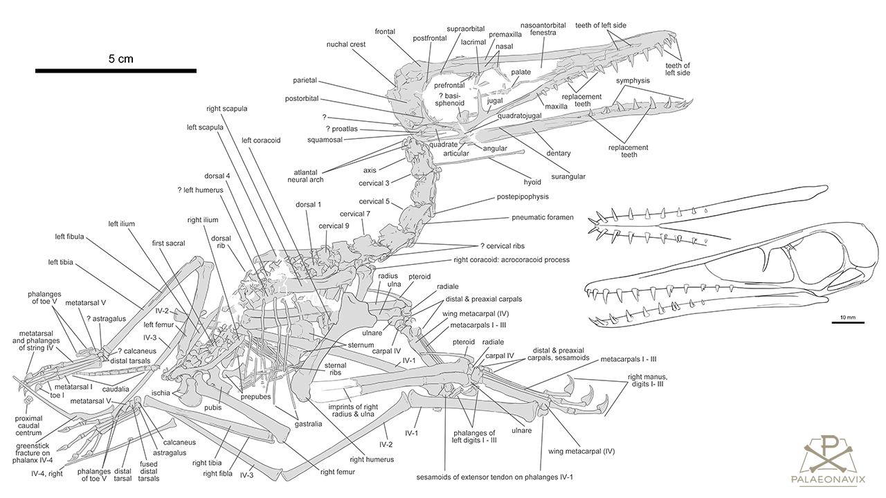 Propterodactylus transitional pterosaur Solnhofen Monofenestrata