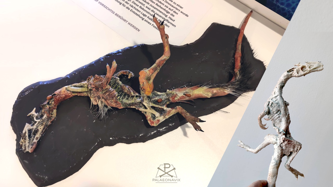 Juravenator taphonomy corpse biostratinomy Solnhofen plattenkalk