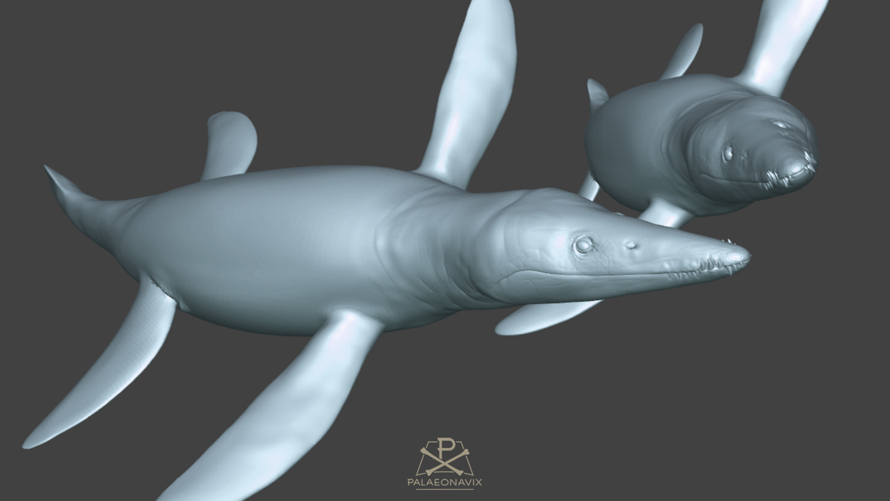 Pliosaurus juvenile Pliosauridae Plesiosauria