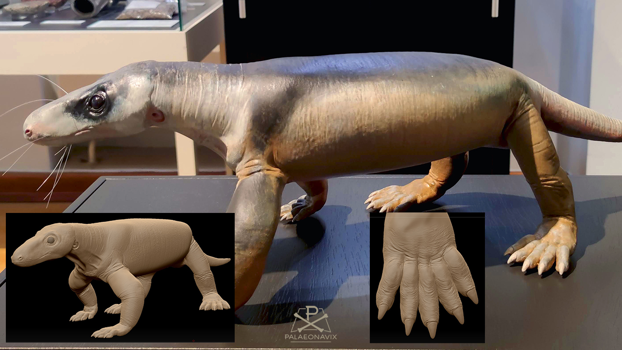 Procynosuchus Cynodontia Eutheriodontia Magdeburg therapsid Korbacher Dackel