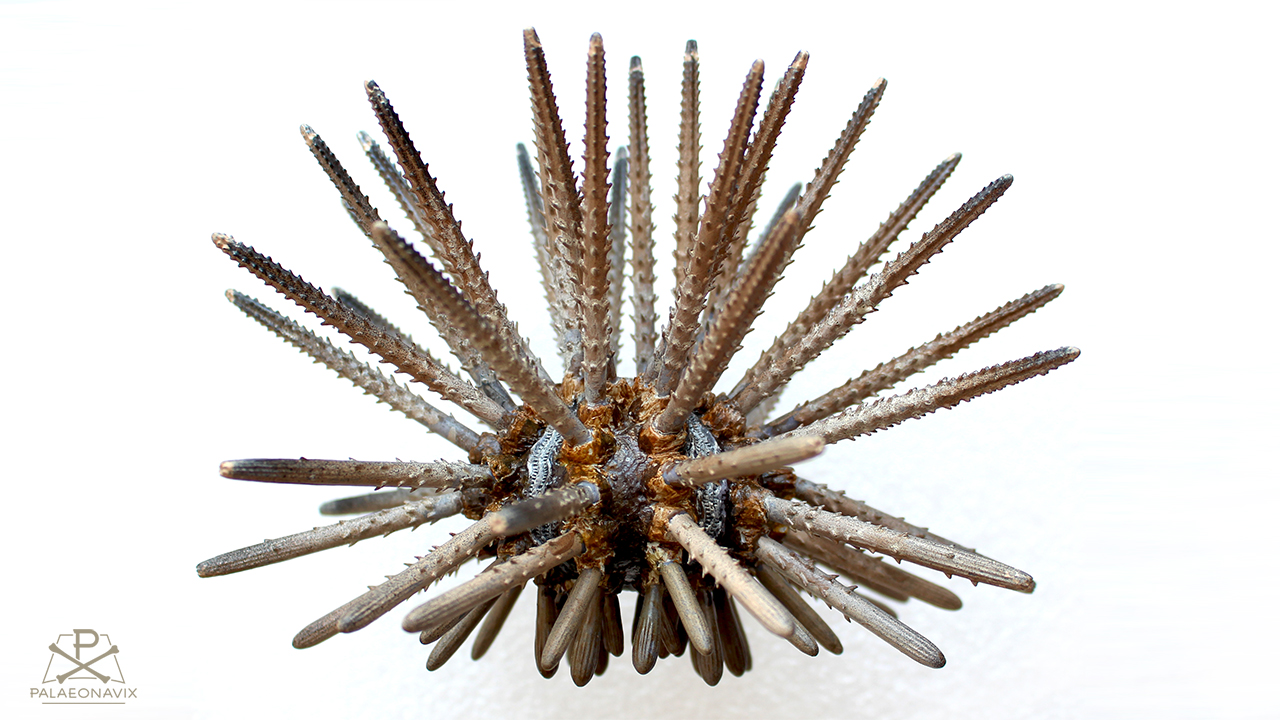 Rhabdocidaris Cidaroidea Cidaridae Pencil urchin Jurassic sea urchin