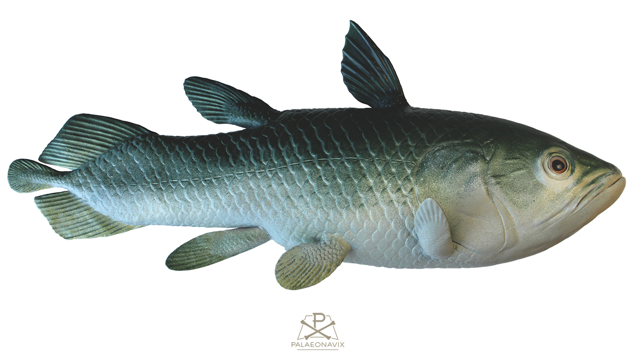 Coelacanth Holophagus Jurassic Actinistia Sarcopterygii model