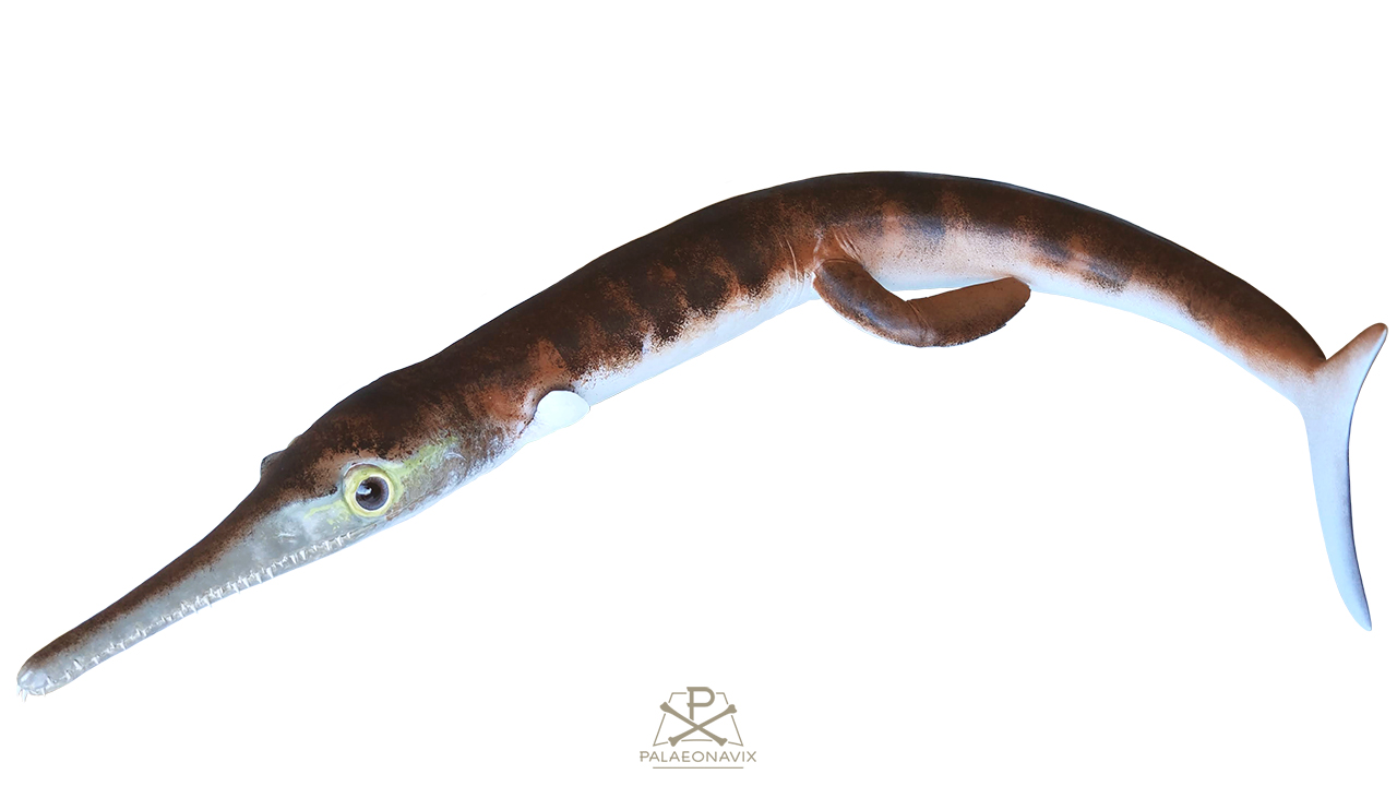 Cricosaurus bambergensis Rhacheosaurus Metriorhynchidae model sculpting fossil