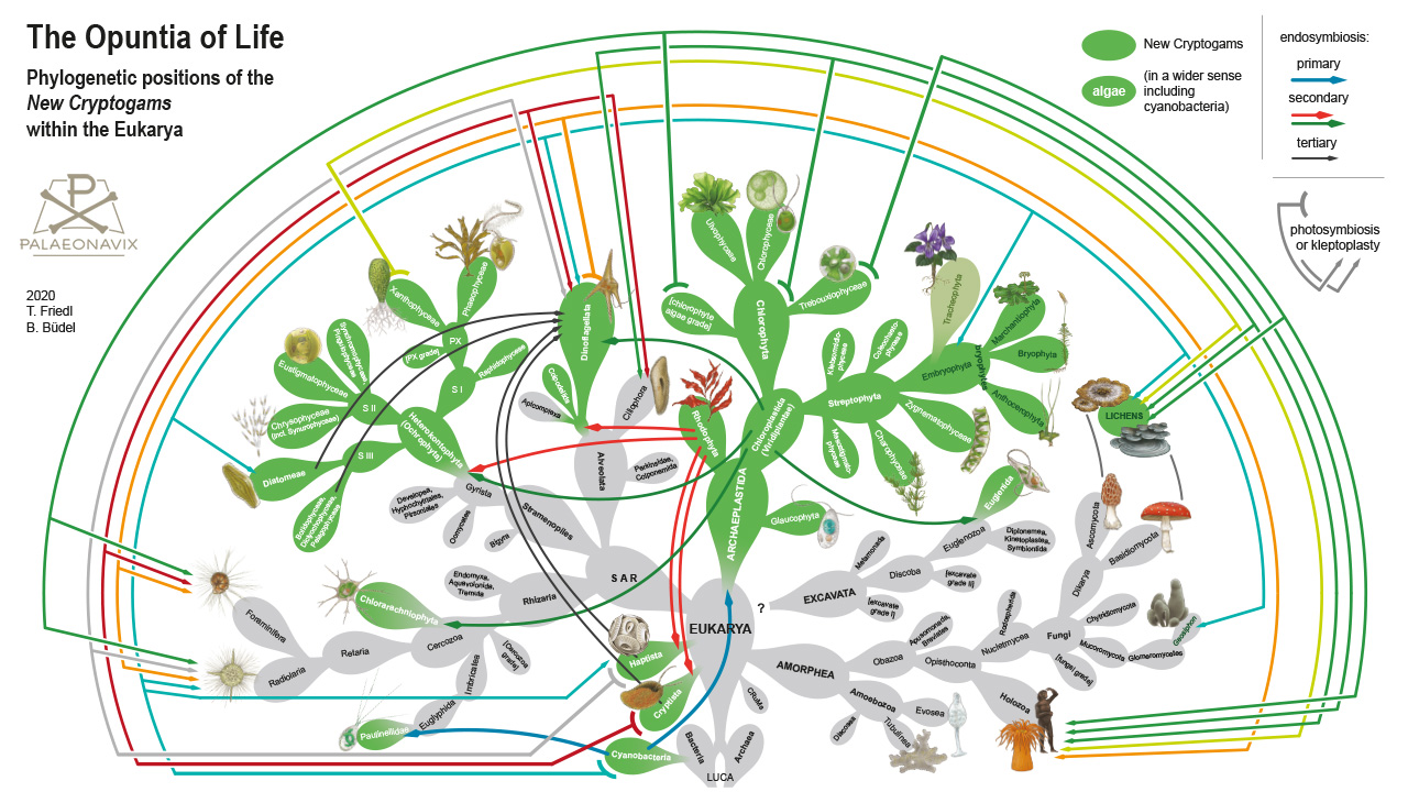 Tree of life Eukarya LUCA endosymbioses biology