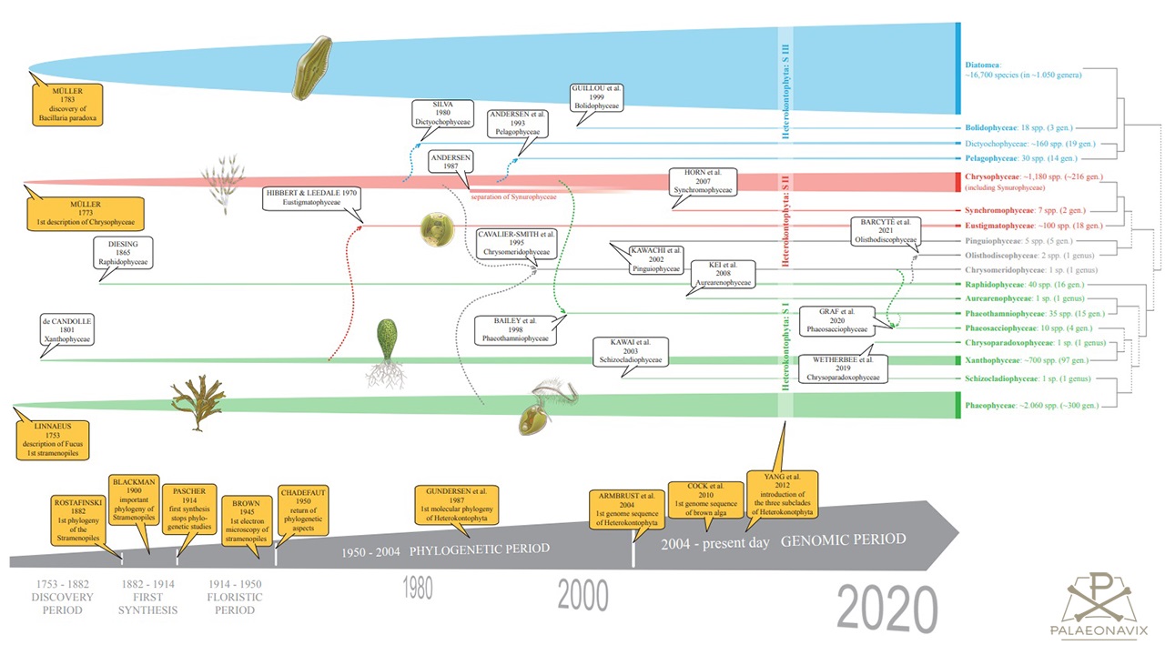 Stramenopiles heterokont algae diatom seaweed braown algae