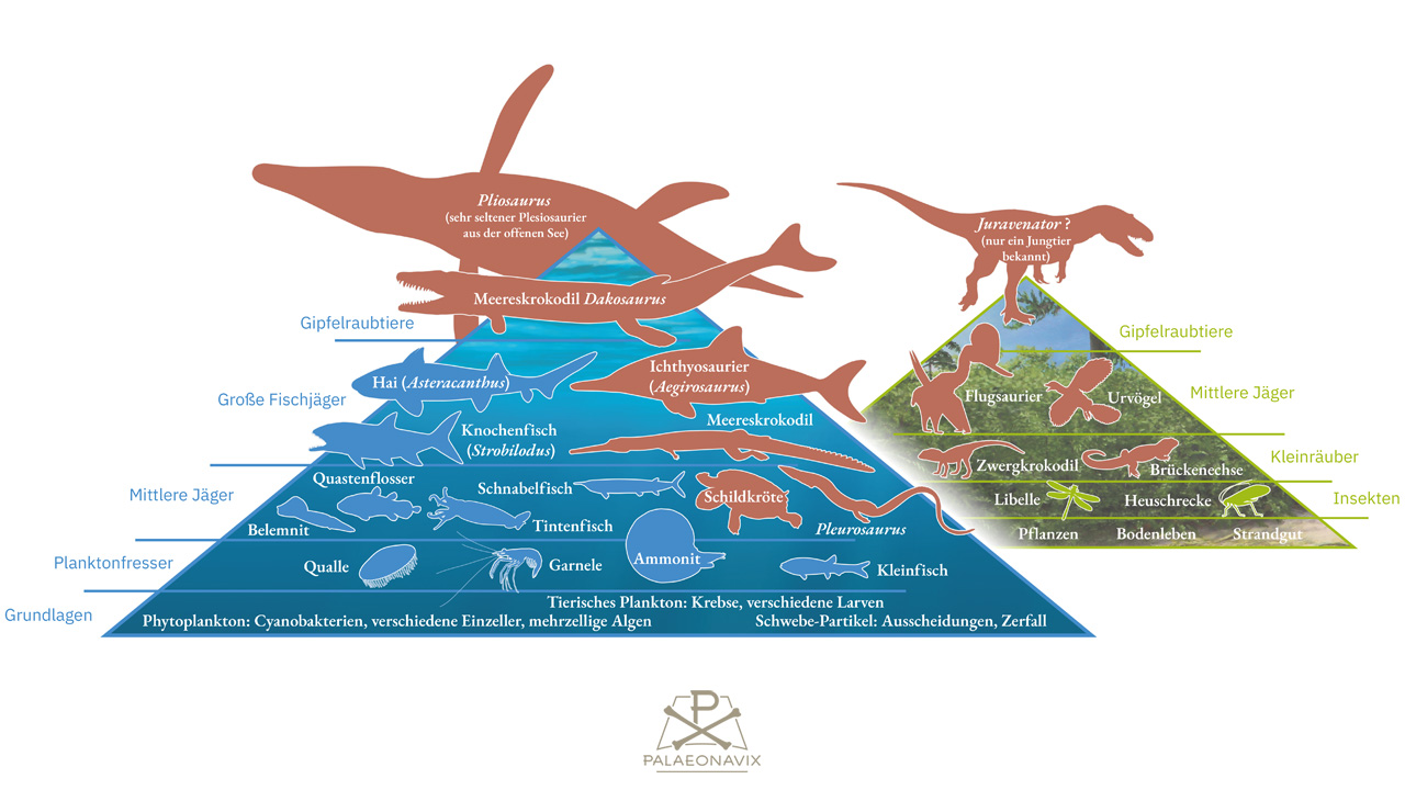 Late Jurassic Solnhofen archipelago trophic pyramid