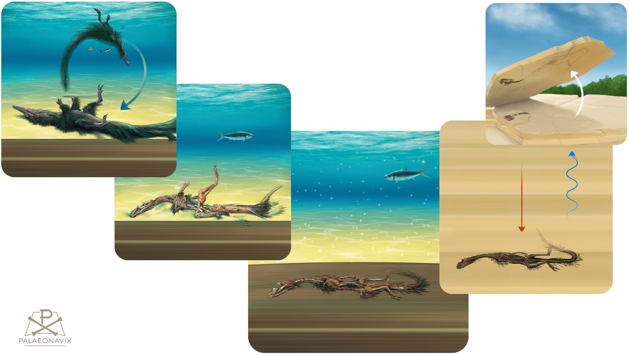 Fossilisation taphonomy Jurassic plattenkalk Solnhofen Juravenator