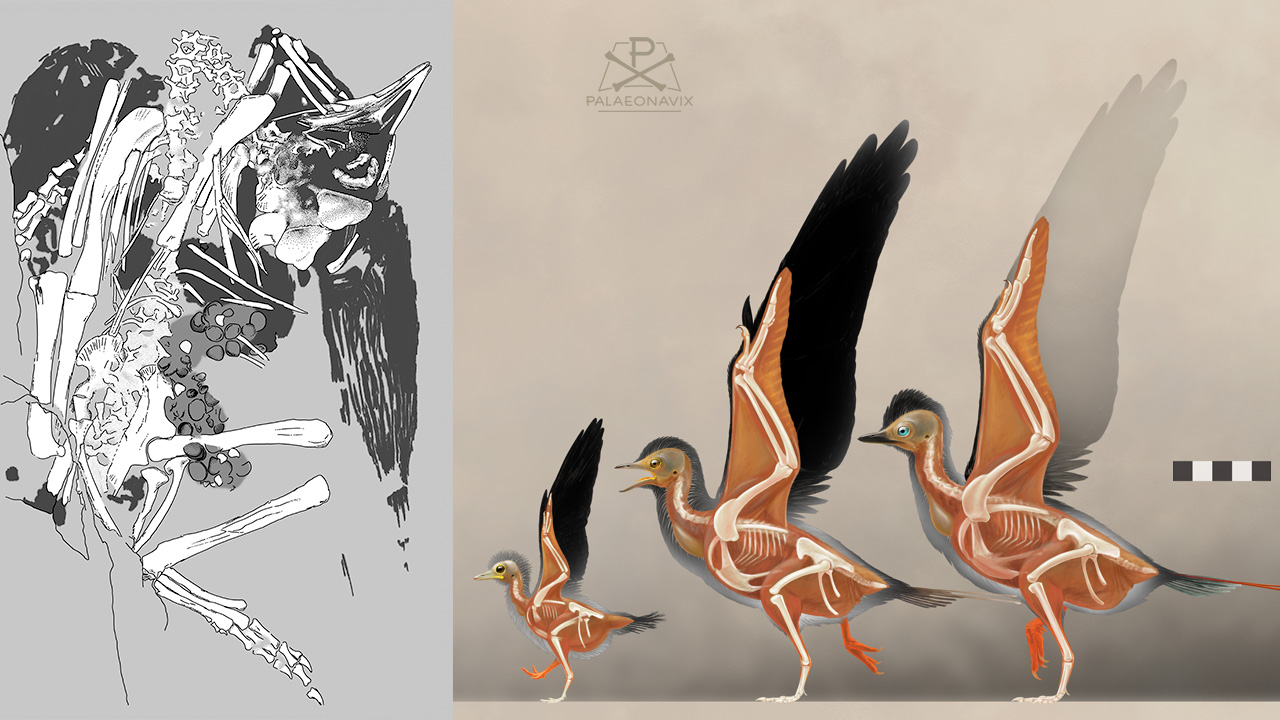 Digitale Zeichnung des kreidezeitlichen Vogels Archaeorhynchus mit zahnlosem Schnabel