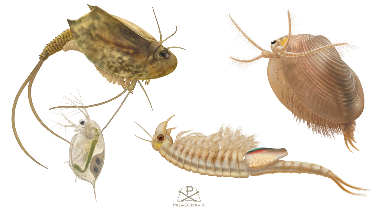 Digitale Darstellung von Rückenschalern, Muschelschalern, Feenkrebsen und Wasserflöhen