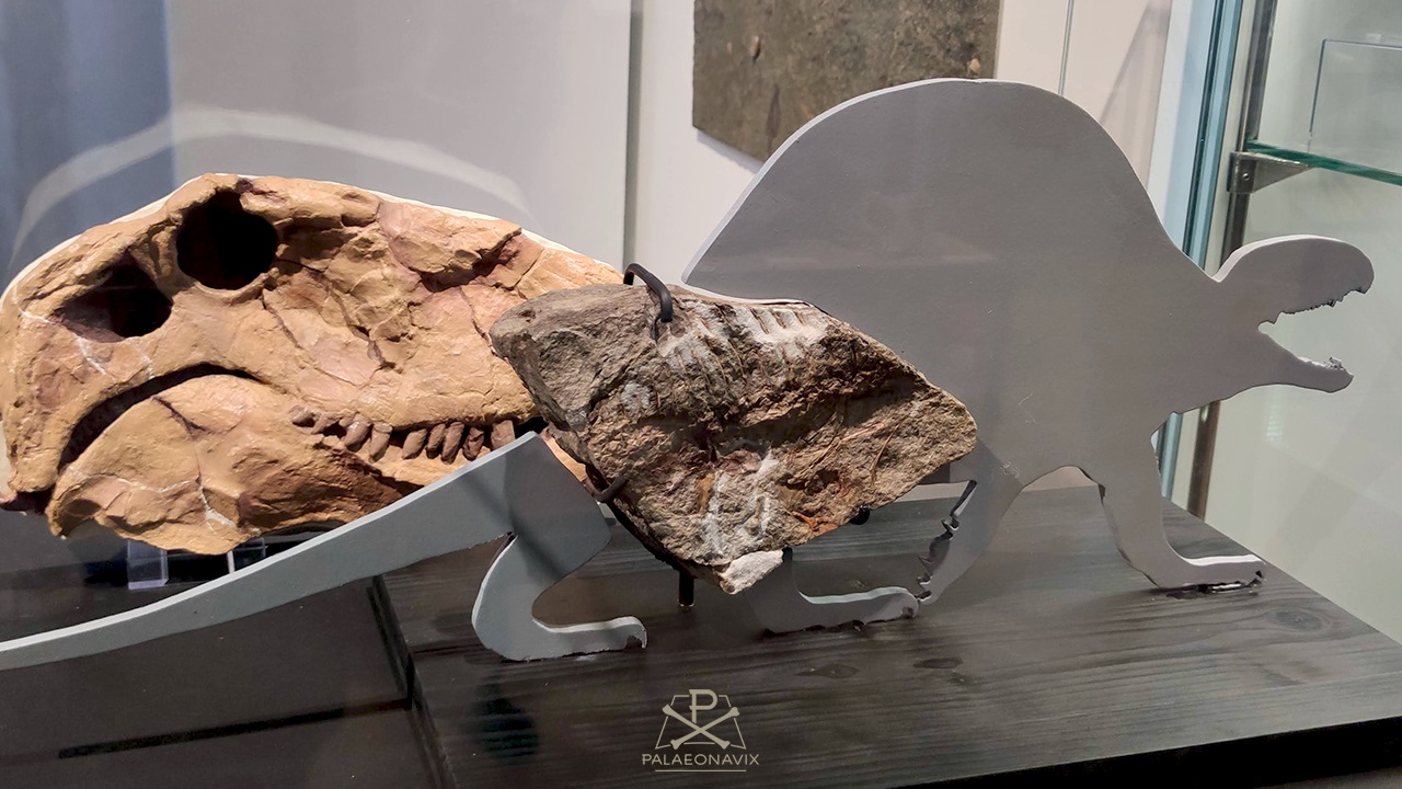 Lebensgroße Rekonstruktion eines Dimetrodon-Jungtiers neben der präparierten Fossilplatte