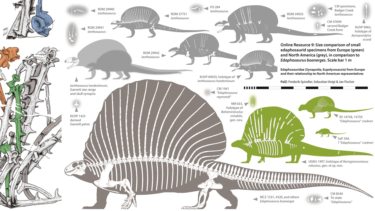 Tuschepunktierte Übersicht europäischer Edaphosaurier mit Remigiomontanus und Bohemiclavulus