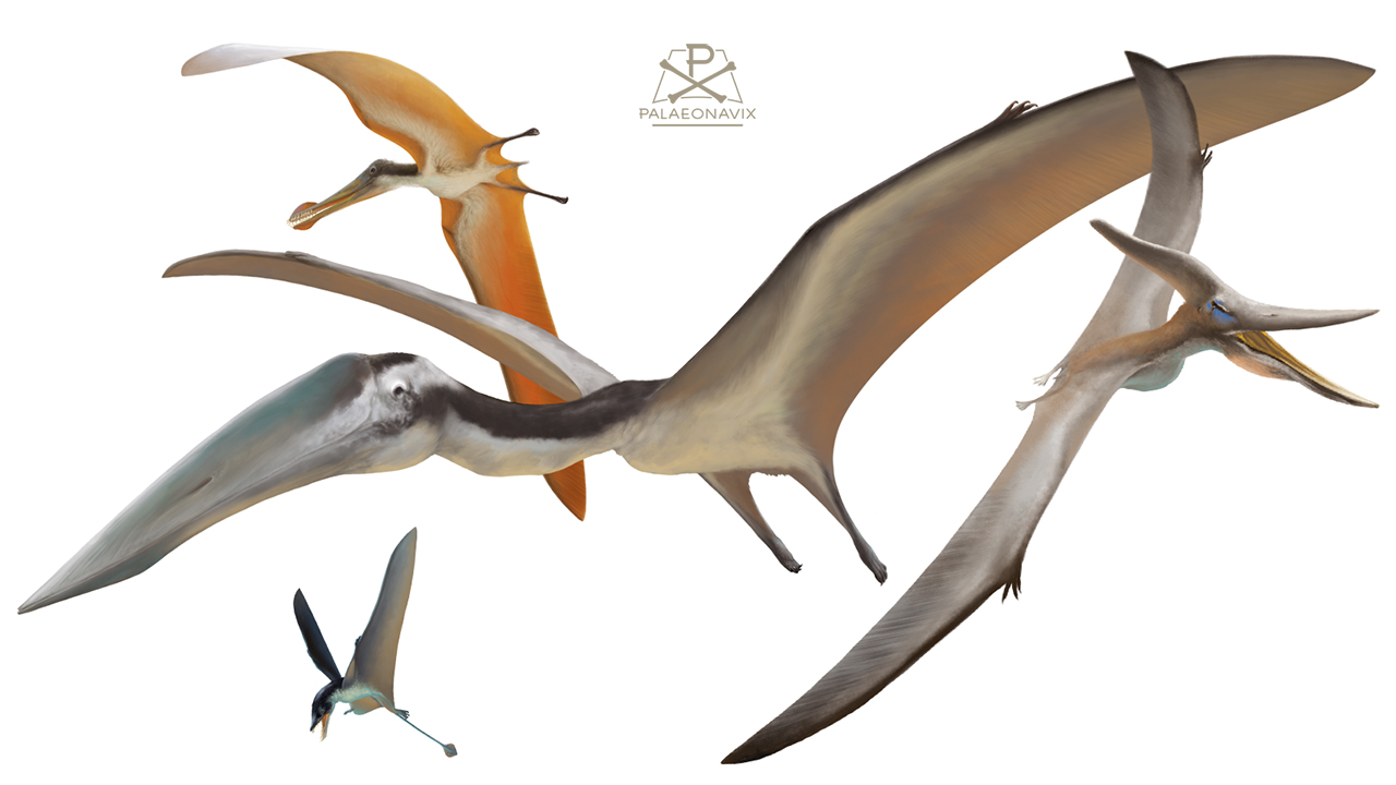 Digitale Zeitleiste mit Rhamphorhynchus, Pteranodon und Hatzegopteryx