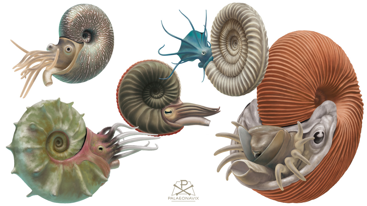 Digitale Tafel mit Goniatites, Ceratites, Amaltheus, Arietites und Macrocephalites