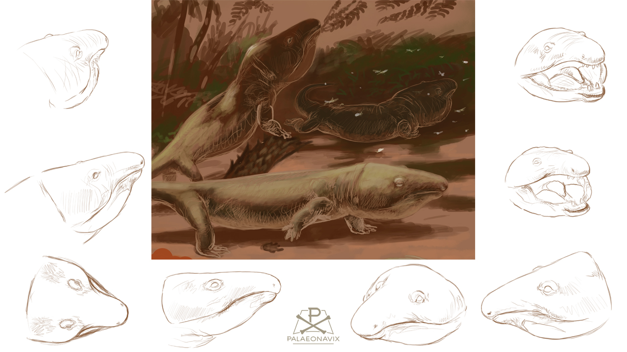 Digitale Kopfstudien des Captorhiniden Moradisaurus nach einer Maquette
