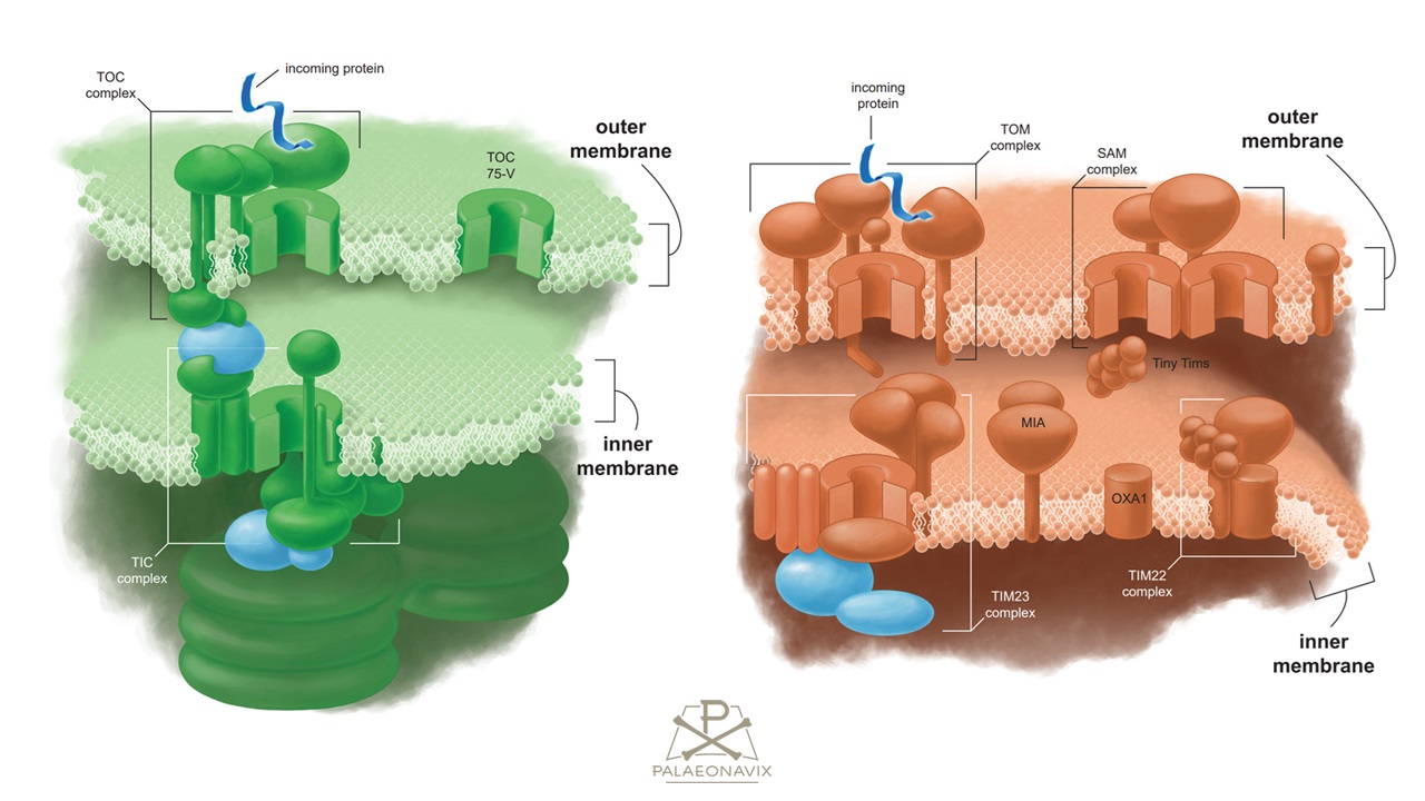 Konstruierte Grafik zum Proteintransport in Mitochondrien und Chloroplasten
