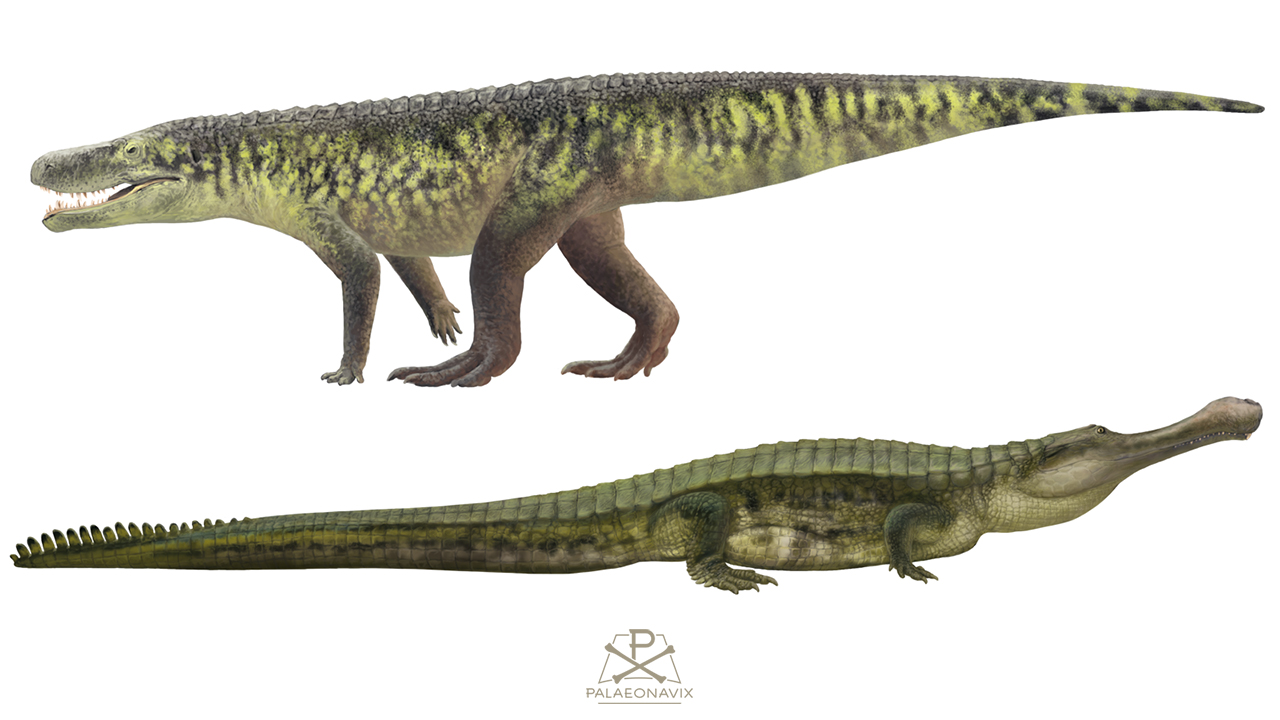 Digitale Zeitleiste der Krokodillinie mit Batrachotomus und Sarcosuchus