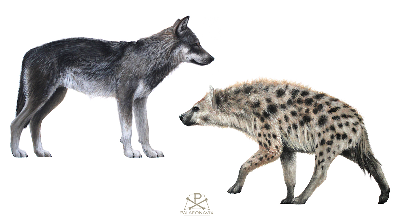 Temperamalerei eines Wolfes und einer Tüpfelhyäne aus einem Zyklus eiszeitlicher Säugetiere